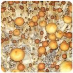 Псилоцибиновые (галлюциногенные)  грибы Psilocybin "Golden Teacher" в Новомосковске