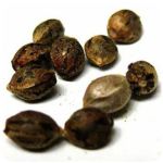 Семена марихуаны АК-47  (Seeds AK-47) в Новомосковске